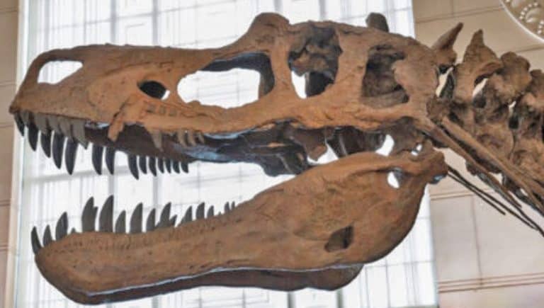 dinosaur skeleton head, image