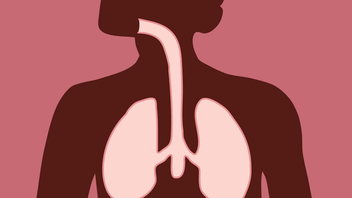 CLIP ART: simple illustration of lungs and breathing trachea leading to throat