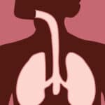 Clip art illustration, demonstrating lungs and trachea outward to mouth