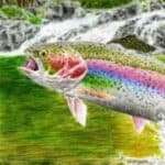 Photo: Fish Art Contest winner Kenneth G's Rainbow Trout